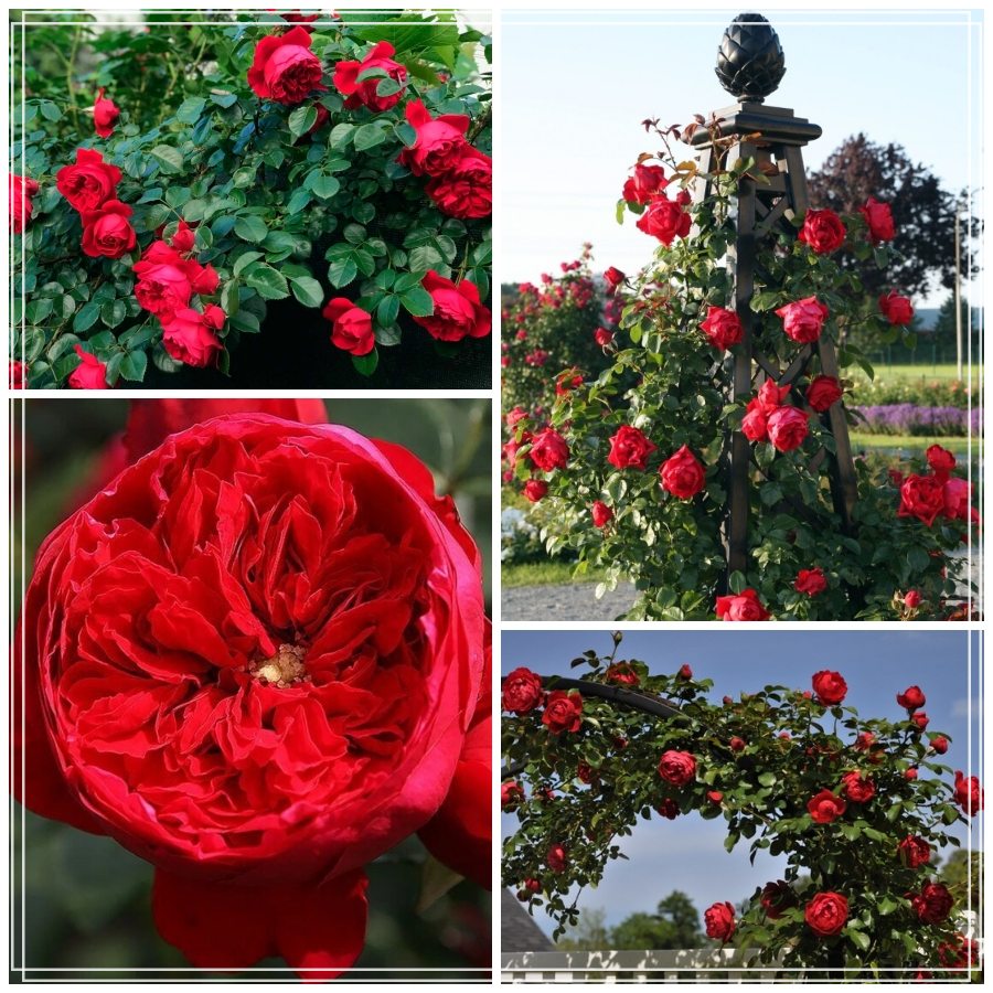 Florentina róże pnące